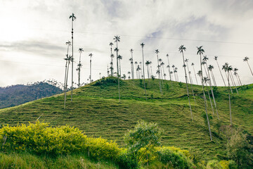 Colombia, Salento