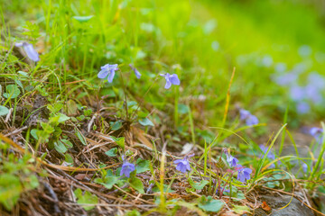 オオアラセイトウ、春