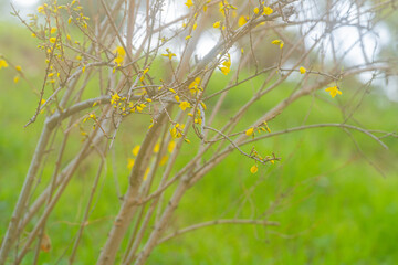 オオアラセイトウ、春