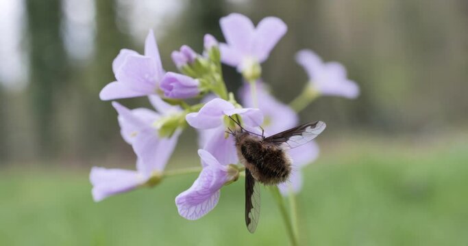 Pollinisation d'une fleur par un insecte