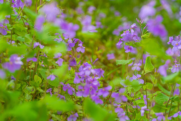 オオアラセイトウ、春