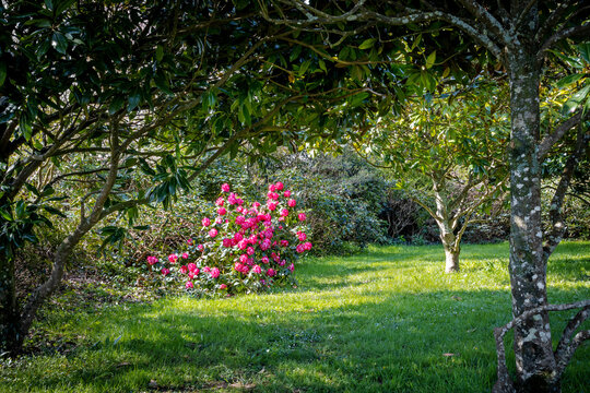 Camellia flowers on a green background