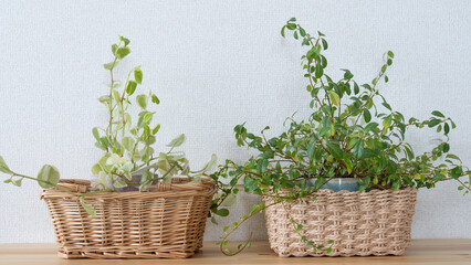 部屋の観葉植物