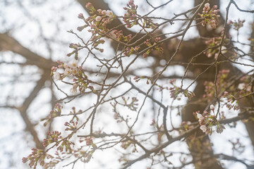 桜、初春