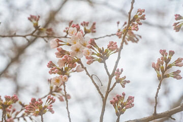 桜、初春