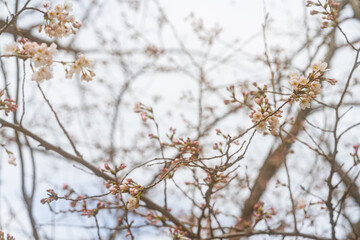 桜、初春