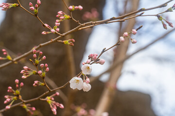 桜、初春