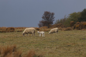 Two sheep with a lamb grazing in the countryside