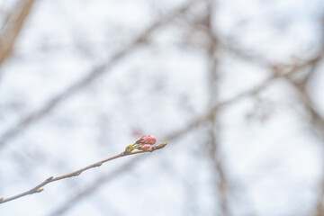 桜、初春