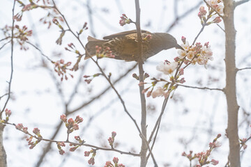 ヒヨドリ、桜、初春