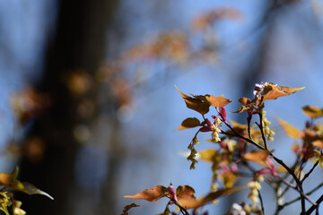 春の花　ウリカエデの黄色い花（埼玉県/4月） - obrazy, fototapety, plakaty