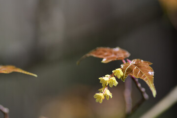 春の花　ウリカエデの黄色い花（埼玉県/4月） - obrazy, fototapety, plakaty