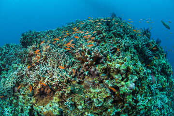 Fototapeta na wymiar 珊瑚　海