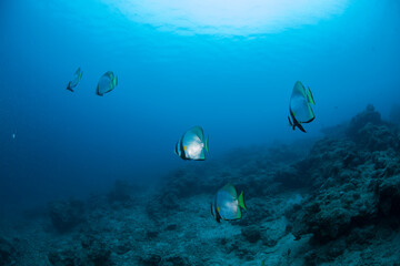 石垣島　海  アカククリ