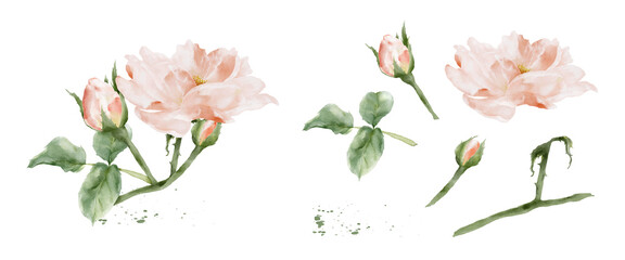 Set of rose watercolor elements isolated on white background
