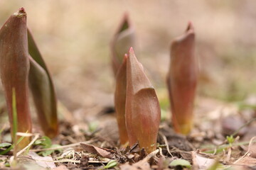 The first shoots of tulips in April
