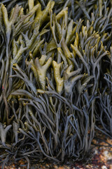 Macro image of seaweed on the beach of St Agnes The Isles of Scilly Cornwall  © Tim