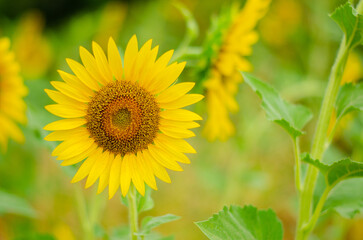 sunflower on the field