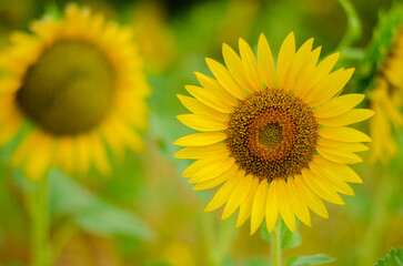 Obraz premium sunflower on the field