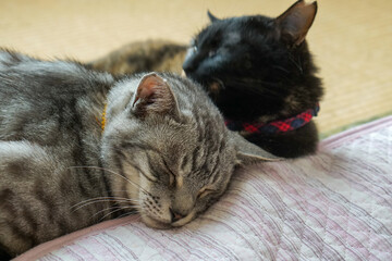 寝ている二匹の猫