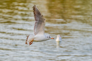 Seagull flying with spread wings over lake