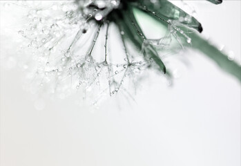 Pusteblume mit Regentropfen, close up, Hintergrund weiß