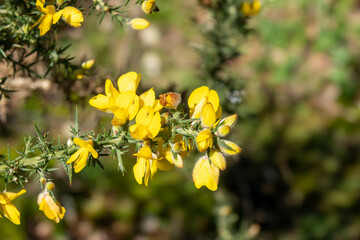 bright yellow spiky common gorse a member of the pea family	