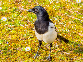 Magpie standng on sunlit meadow close up