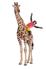 girafe, chimpanzé assis la girafe, cavalier, drôle, animal, isolé, mammifère, blanc, cou, sauvage, jardin zoologique, haute, faune, brun, safari, allongé, nature, debout, jeune, un, joli, marchant, tê