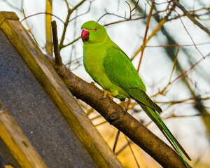 Green parrot on a branch at bird feeder
