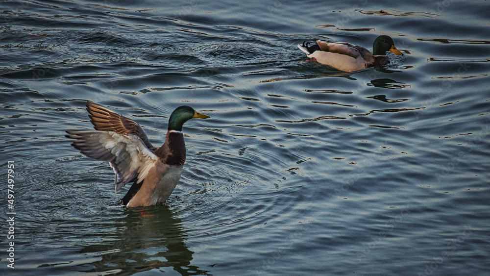 Wall mural mallard ducks swimming the clear blue water