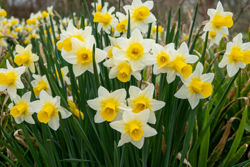 Obraz premium bright yellow daffodils a sign of spring