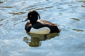 the tufted duck a medium sized diving duck