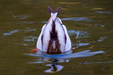 Tail-plane of drake looking for a food under water on lake