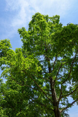 若葉がきれいなメタセコイヤ