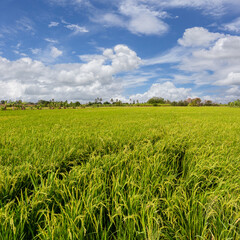 Beautiful scenery of rural nature with a green field in the area near Bangkok. With a blue sky as a background, Nonthaburi, Thailand