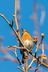 European Robin in a garden in Provence