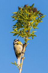 Eurasian Blue Tit perched on a tree branch