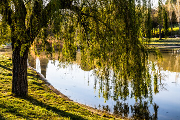 weeping willow at the edge of a pond, in the morning light