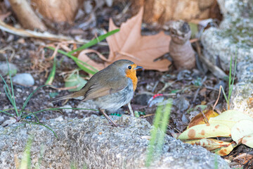 European Robin in a garden in Provence