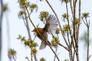 European Robin in a garden in Provence