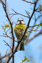 Eurasian Blue Tit perched on a tree branch