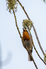 European Robin in a garden in Provence