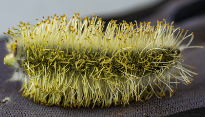Closeup of a catkin, also known as ament on a gray surface