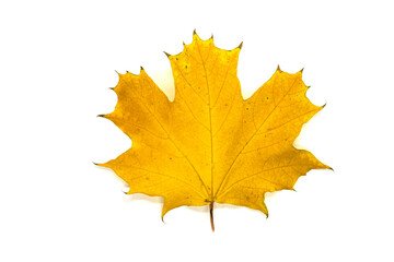 Yellow maple leaf close up on a white background