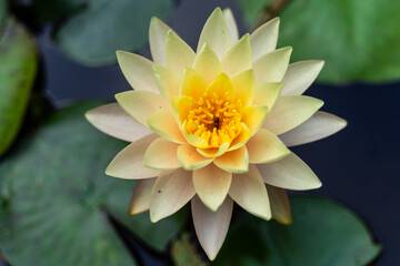 Closeup of a yellow water lily (Nymphaeas) flower at La Mortella Garden, Ischia, Italy
