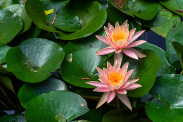 Closeup of pink water lily (Nymphaeas) flowers at La Mortella Garden, Ischia, Italy