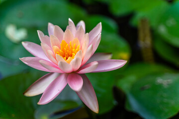 Closeup of a pink water lily (Nymphaeas) flower at La Mortella Garden, Ischia, Italy