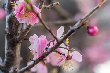 桜、初春