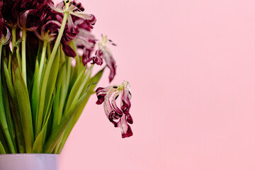 bouquet of dying tulips on pink background